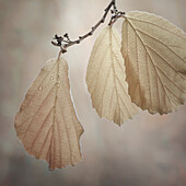 USA, Washington State, Seabeck. Close-up of hazelnut leaves.