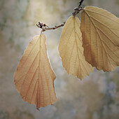 USA, Washington State, Seabeck. Close-up of hazelnut leaves.