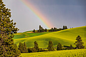 USA, Washington State, Palouse, Colfax. Green fields of wheat. Pine trees. Rainbow.