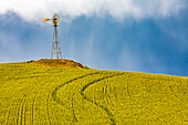 USA, Washington State, Palouse, Colfax. Green fields of wheat windmills,. Weather Vane.