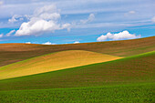 USA, Bundesstaat Washington, Palouse, Colfax. Wogende Weizenfelder.