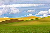 USA, Bundesstaat Washington, Palouse. Pullman Rollende Weizenfelder.