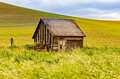 USA, Washington State, Colton, Palouse. Green wheat fields. Wooden barn or wooden shed.