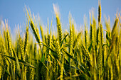 USA, Washington State, Palouse, Colfax. Green wheat.