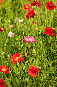 USA, Washington State, Palouse, Colfax. Variety of colored poppy flowers growing in the green wheat.