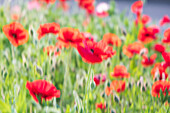 USA, Washington State, Palouse, Colfax. Variety of colored poppy flowers growing in the green wheat.