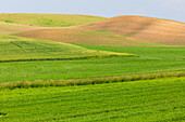 USA, Bundesstaat Washington, Palouse, Colfax. Rollende grüne Weizenhügel.