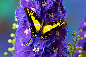 USA, Bundesstaat Washington, Issaquah. Schmetterling auf Blumen