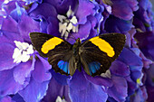 USA, Bundesstaat Washington, Issaquah. Schmetterling auf Blumen