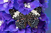 USA, Washington State, Issaquah. Butterfly on flowers