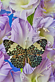 USA, Washington State, Issaquah. Butterfly on flowers