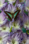 USA, Bundesstaat Washington, Issaquah. Schmetterling auf Blumen