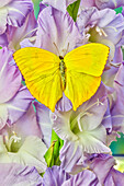 USA, Bundesstaat Washington, Issaquah. Schmetterling auf Blumen