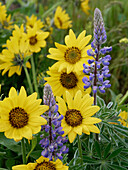 Frühlings-Wildblumen in voller Blüte auf dem Dalles Mountain im Columbia Hills State Park.