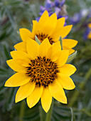 Frühlings-Wildblumen in voller Blüte auf dem Dalles Mountain im Columbia Hills State Park.