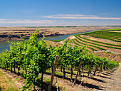 Ein außergewöhnlich schöner und weitläufiger Weinberg an einem steilen, nach Süden ausgerichteten Hang entlang des Columbia River in der südöstlichen Ecke der Horse Heaven Hills.