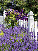 White picket fence with purple lavender and dark purple clematis.