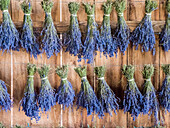 Lavender hanging in a shed to dry after picking at a lavender farm near Sequim, Washington State.