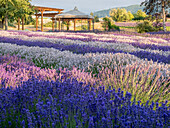 Lavender flowers in full bloom and gazebo at a lavender farm near Sequim, Washington State.