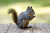 Issaquah, Bundesstaat Washington, USA. Douglas-Eichhörnchen frisst eine Erdnuss, steht inmitten von Erdnüssen und Vogelfutter