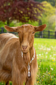 Issaquah, Washington State, USA. Portrait of a female golden guernsey with a meadow behind her. (PR)