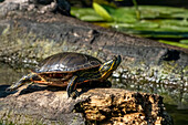 Issaquah, Washington State, USA. Painted turtle sunning on a log.