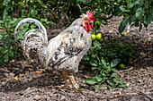 Port Townsend, Washington State, USA. Free-ranging Plymouth Barred Rock rooster standing in a garden area.