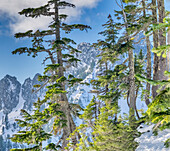 USA, Bundesstaat Washington, Alpine Lakes Wilderness. Alpentannen mit der Central Cascade Range im Hintergrund