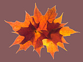 USA, Washington State. Autumn colored maple leaves still-life with rose colored background