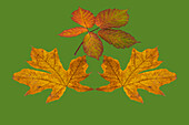 USA, Washington State. Big leaf maple and Himalayan Blackberry still-life arrangement