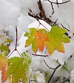 USA, Washington State. Central Cascades, Fresh snow with autumn colored maple leaves