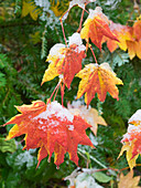 USA, Washington State. Central Cascades, Snow on autumn colored maple leaves