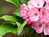 USA, Washington State. Mountain Laurel