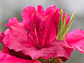 USA, Washington State. Rhododendron flower