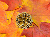 USA, Washington State. Still-life of pine cone and autumn colored maple leaves