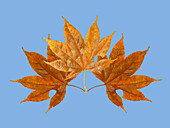 USA, Washington State. Still-life of three colorful maple leaves on blue background