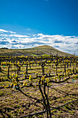 USA, Washington State, Yakima Valley. Spring light at Kitzke Cellars vineyard. (Editorial Use Only)