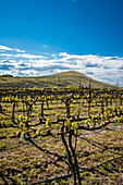 USA, Bundesstaat Washington, Yakima Valley. Frühlingslicht im Weinberg von Kitzke Cellars (nur für redaktionelle Zwecke)