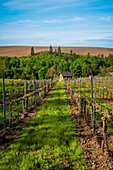 USA, Bundesstaat Washington, Walla Walla. Frühlingsmorgen auf dem Weingut Figgins Estate Vineyard im Bezirk Mill Creek von Walla Walla. (Nur für redaktionelle Zwecke)