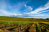 USA, Washington State, Pasco. Rows in a Washington vineyard flourish in spring light.