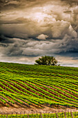 USA, Washington State, Yakima Valley. Rows in a Washington vineyard at spring.