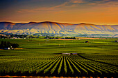 USA, Bundesstaat Washington, Red Mountain. Abenddämmerung in den Weinbergen des Weinbaugebiets Red Mountain mit den Horse Heaven Hills im Hintergrund.