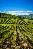 USA, Bundesstaat Washington, Lake Chelan. Der Weinberg des Weinguts Lake Chelan Winery bietet einen herrlichen Blick auf den Lake Chelan. (Nur für redaktionelle Zwecke)