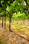 USA, Washington State, Walla Walla. The Funk Vineyard with the special trellis system known as the Geneva Double Curtain. (Editorial Use Only)