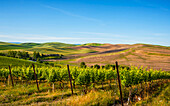 USA, Washington State, Walla Walla. The estate vineyard of Spring Valley Vineyard is bordered by historic wheatfields north of Walla Walla. (Editorial Use Only)