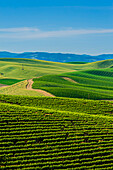 USA, Washington State, Walla Walla. The estate vineyard of Spring Valley Vineyard is bordered by historic wheatfields north of Walla Walla. (Editorial Use Only)