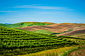 USA, Washington State, Walla Walla. The estate vineyard of Spring Valley Vineyard is bordered by historic wheatfields north of Walla Walla. (Editorial Use Only)