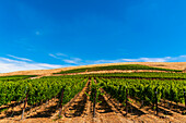 USA, Washington State, Yakima Valley. Vineyard with increasing elevation on Red Mountain in Washington's Yakima Valley.
