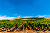 USA, Bundesstaat Washington, Yakima Valley. Weinberg mit zunehmender Höhe auf dem Red Mountain im Yakima Valley in Washington.