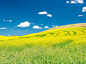 USA, Washington State, Palouse Region. Spring canola field with contours and lines